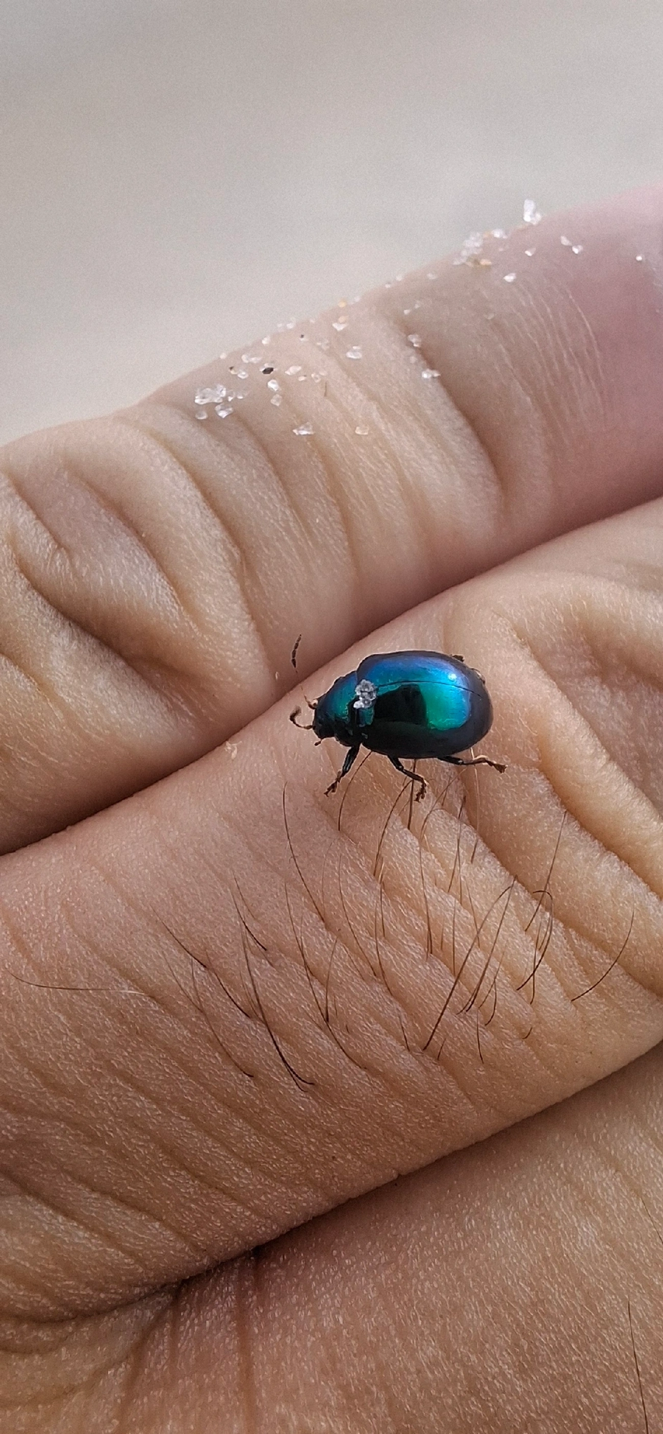 Crisomelídeos (Chrysomelidae), insetos, fotografado em Maresias, São Sebastião