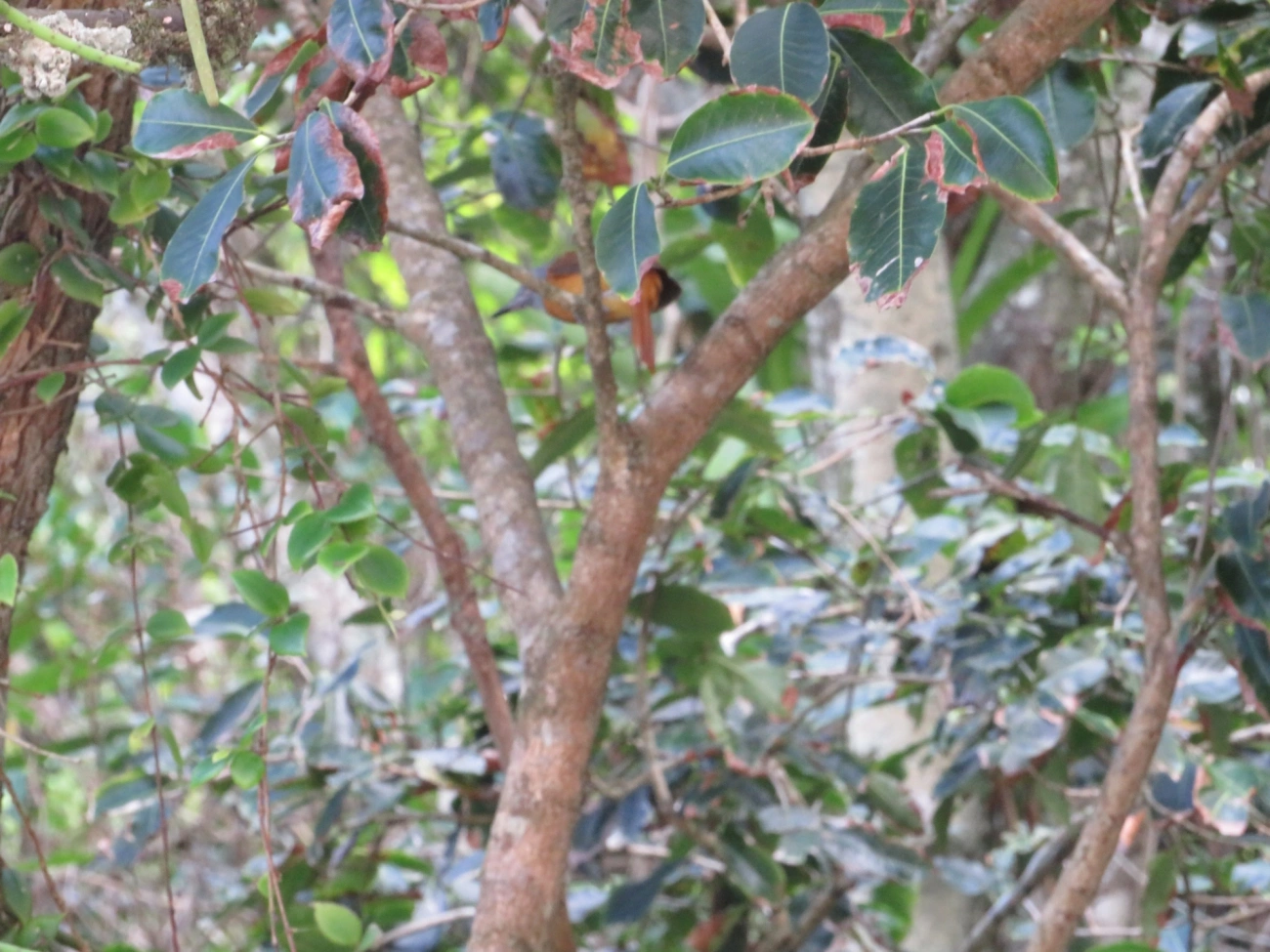 Capitão-de-saíra (Attila rufus), aves, fotografado em Maresias, São Sebastião