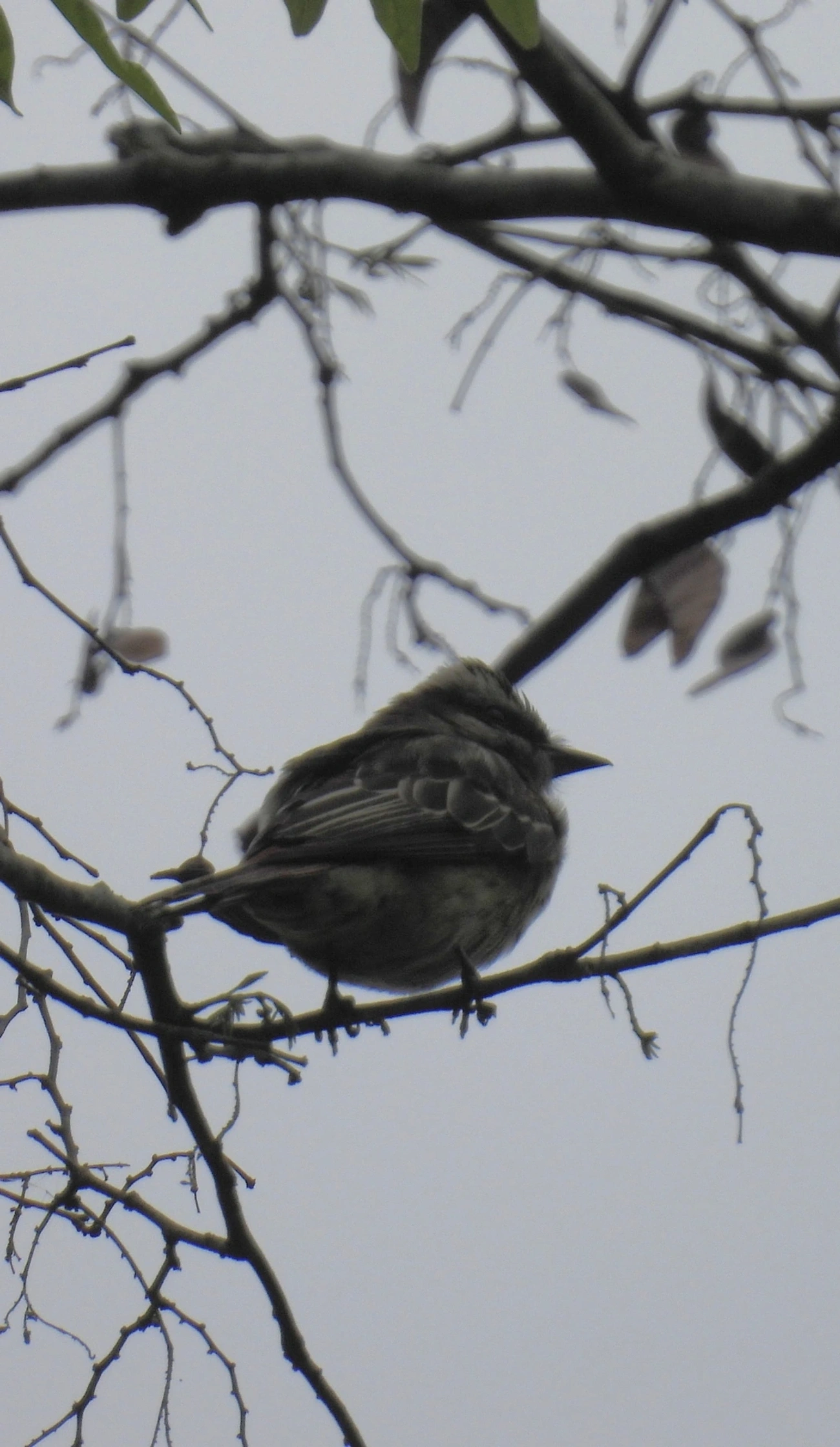 Peitica (Empidonomus varius), aves, fotografado em Santa Isabel