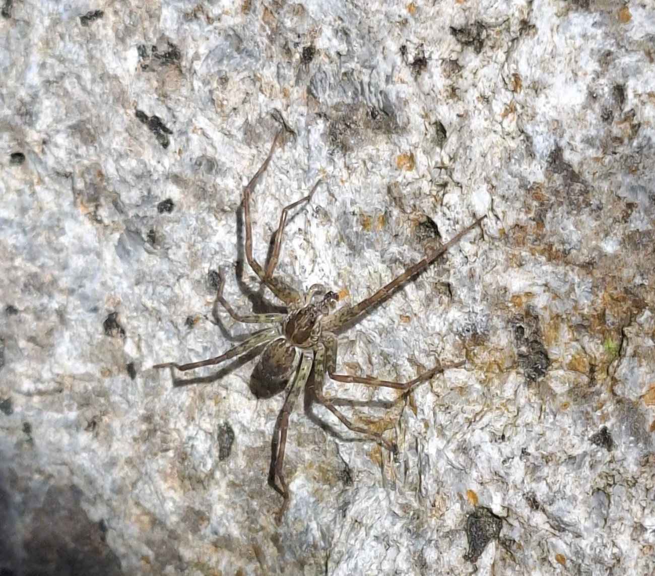 Trechaleoides, aracnídeos, fotografado em Queluz