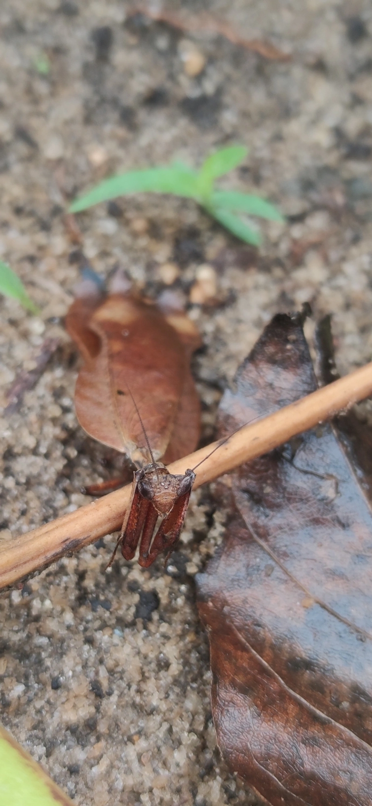 Louva-Deus-Folha-Seca (Acanthops), insetos, fotografado em Maresias, São Sebastião