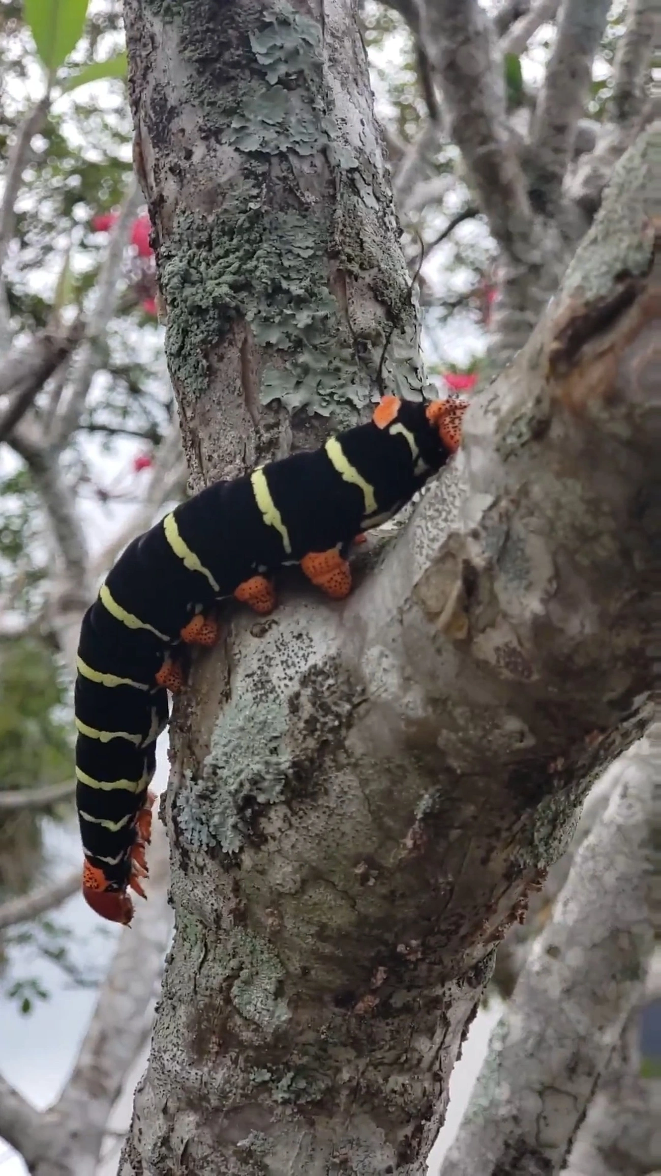 Esfinge-de-jasmim (Pseudosphinx tetrio), insetos, fotografado em Caraguatatuba
