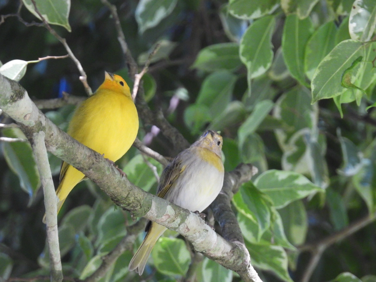 Canário-da-terra-verdadeiro (Sicalis flaveola), aves, fotografado em Resende