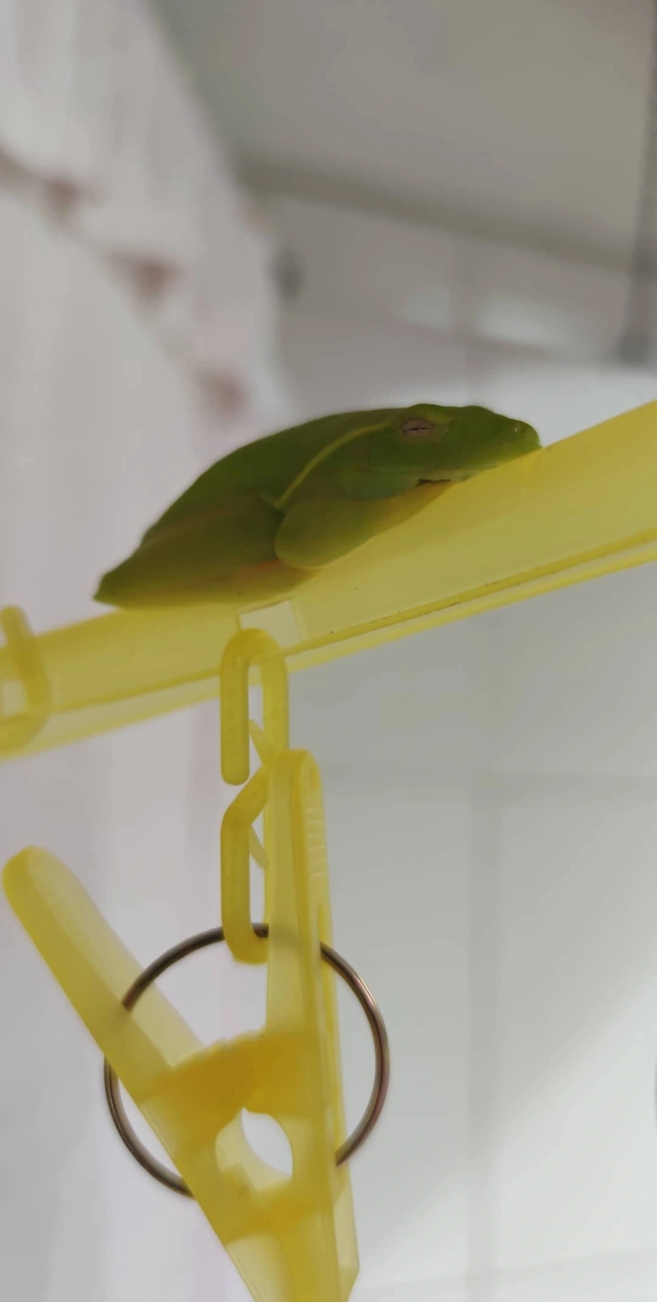 Perereca-araponga (Boana albomarginata), anfíbios, fotografado em Maresias, São Sebastião