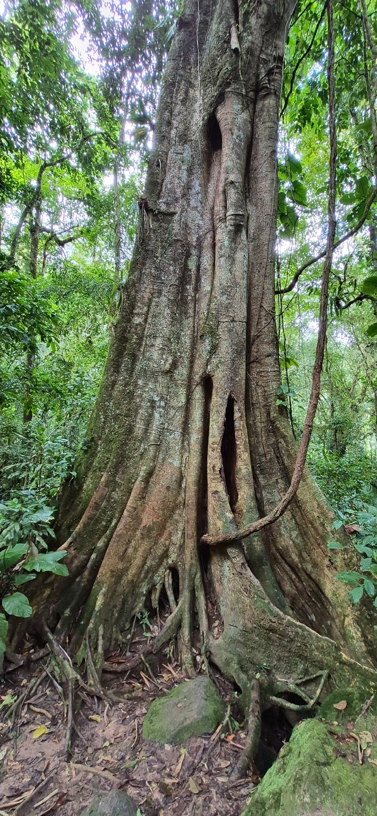 Figueira-do-mato (Ficus enormis), plantas, fotografado em Camburí, São Sebastião