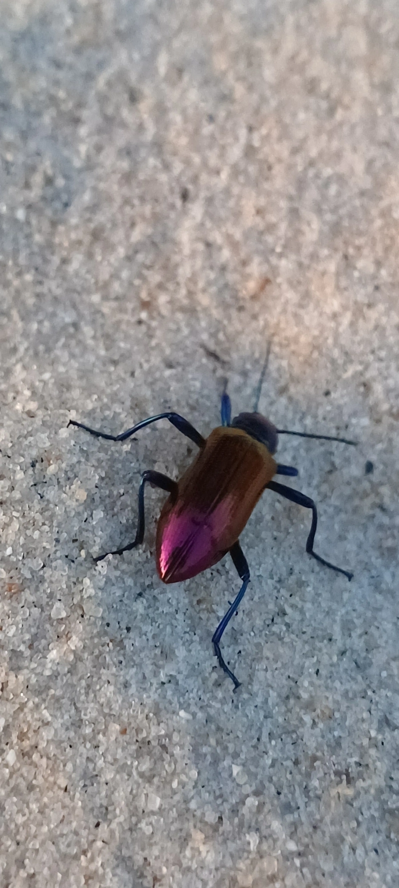 Strongylium bicolor, insetos, fotografado em Maresias, São Sebastião