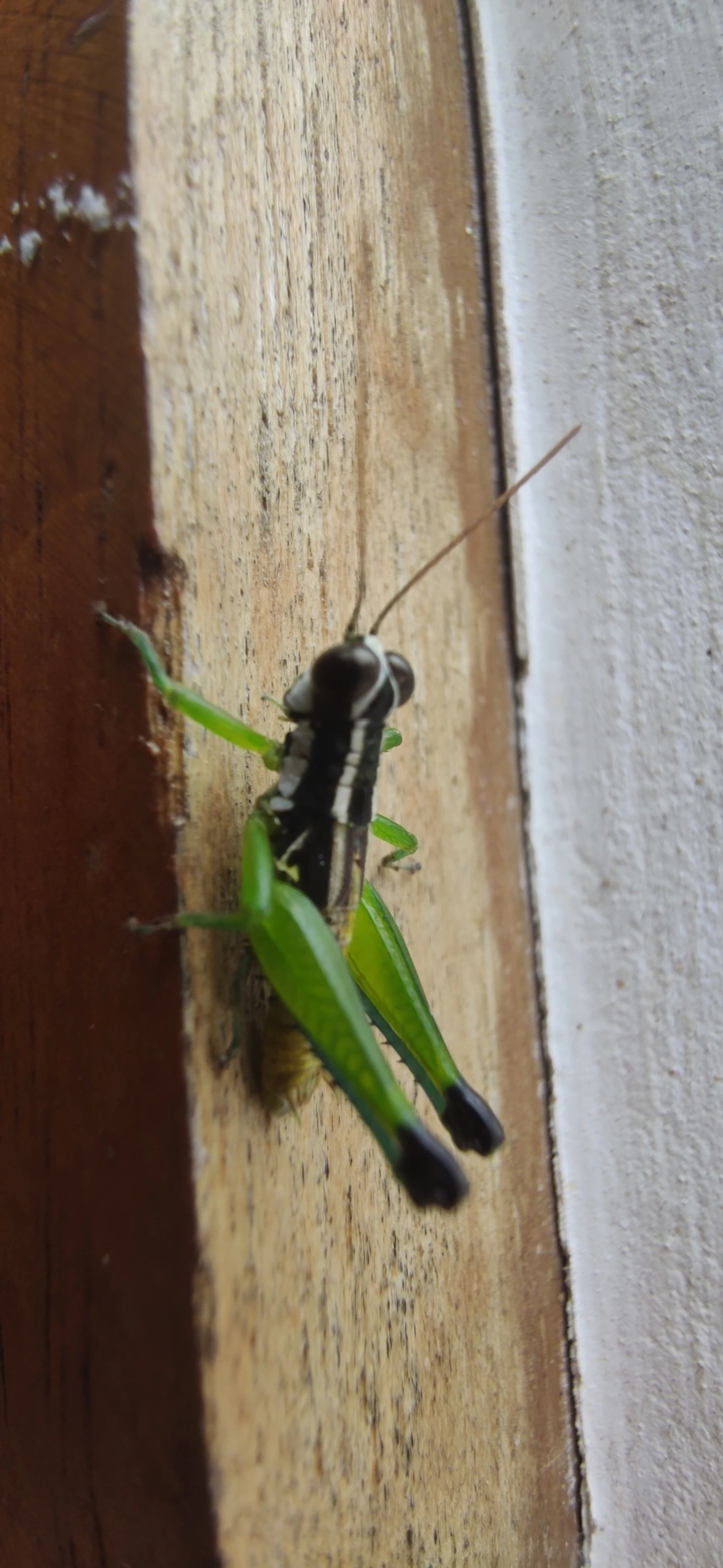 Digamacris amoena, insetos, fotografado em Maresias, São Sebastião