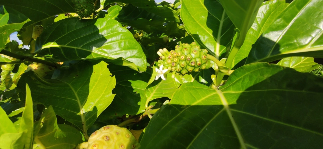 Noni (Morinda citrifolia), plantas, fotografado em Caraguatatuba