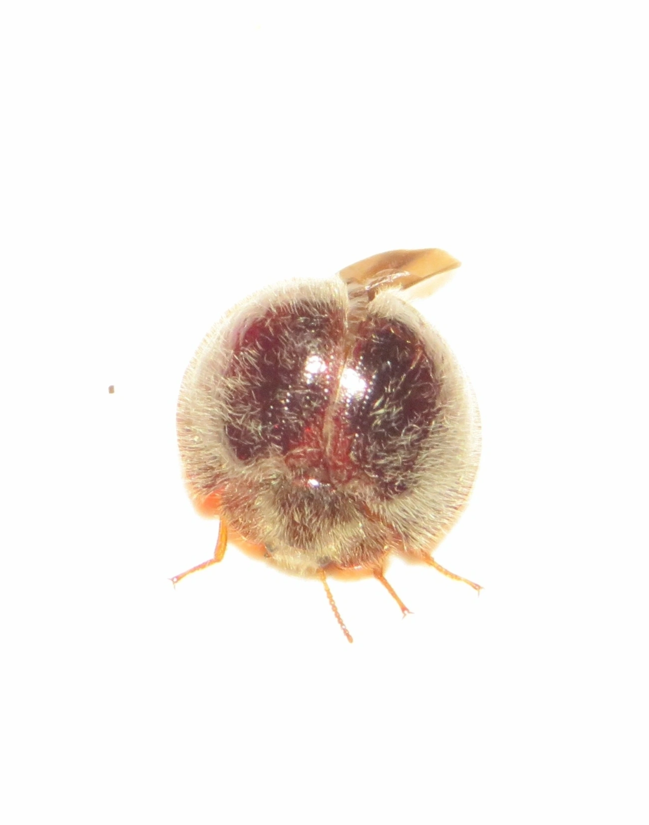 Nilioninae, insetos, fotografado em Maresias, São Sebastião