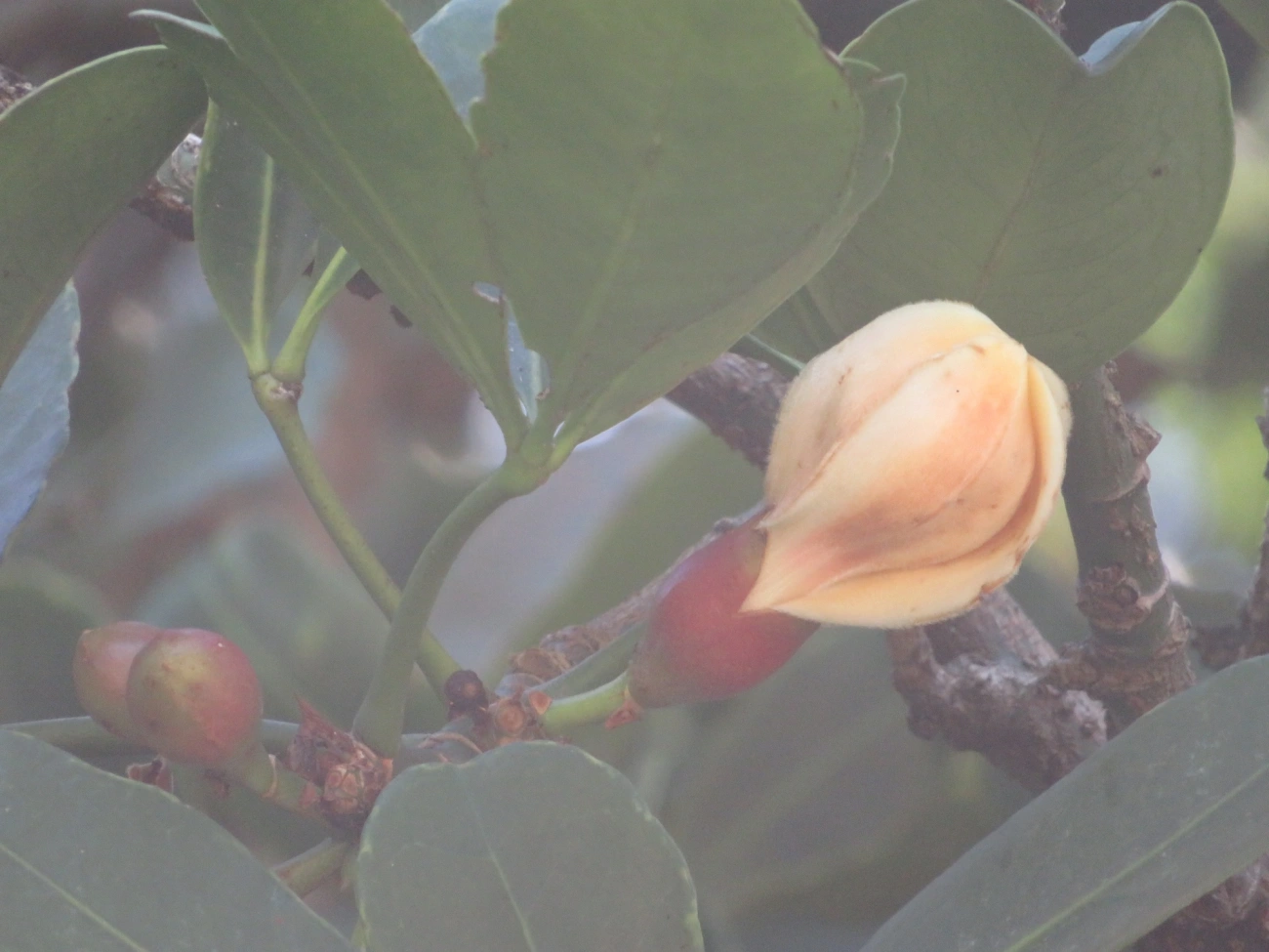 Bombacoideae, plantas, fotografado em Maresias, São Sebastião