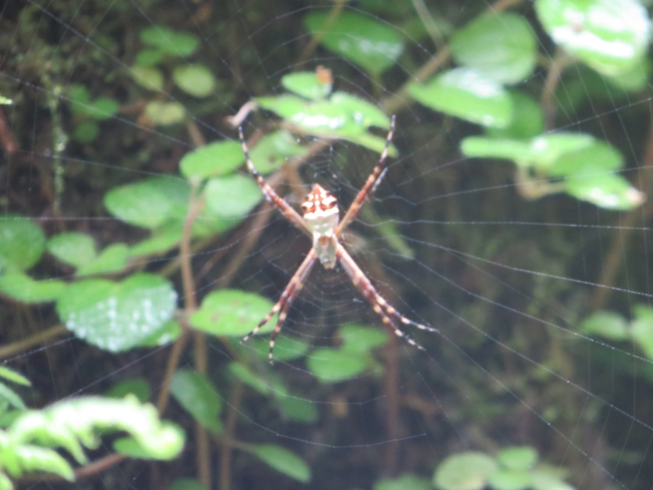 Aranha-de-prata (Argiope argentata), aracnídeos, fotografado em Maresias, São Sebastião