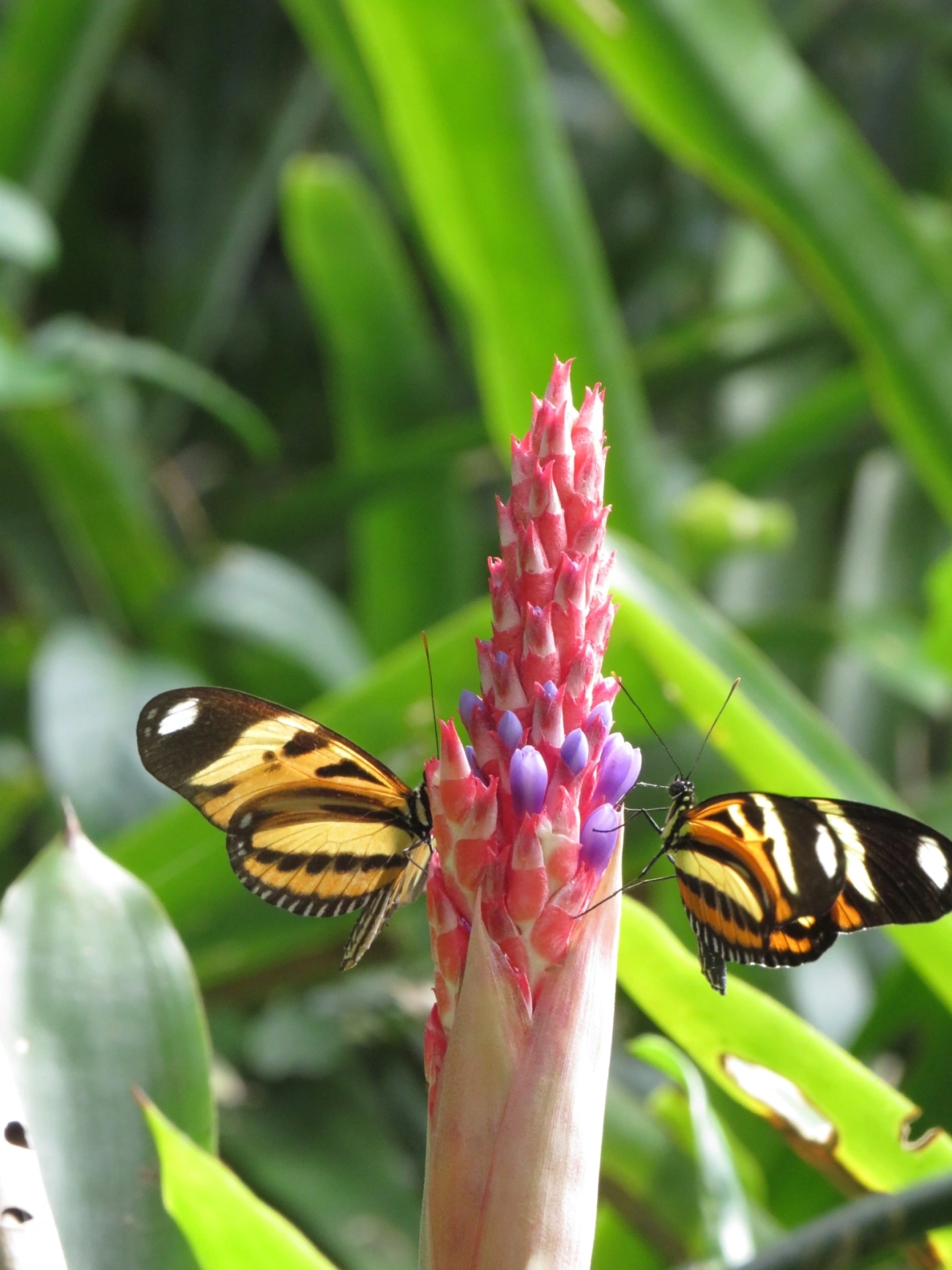 Maria-boba (Heliconius ethilla), insetos, fotografado em Maresias, São Sebastião