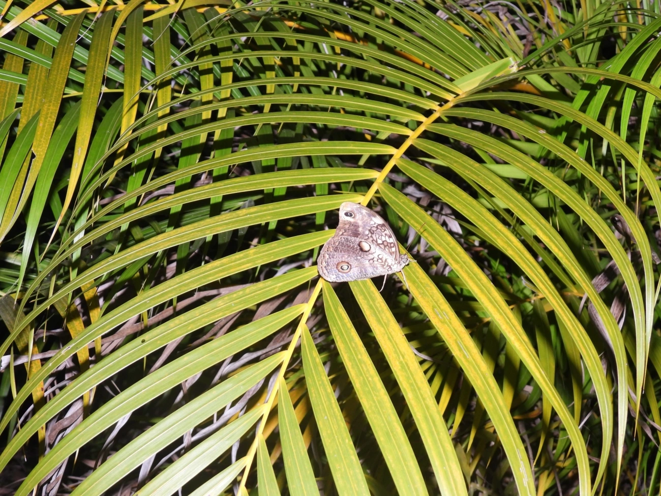 Borboleta-coruja (Catoblepia amphirhoe), insetos, fotografado em Maresias, São Sebastião