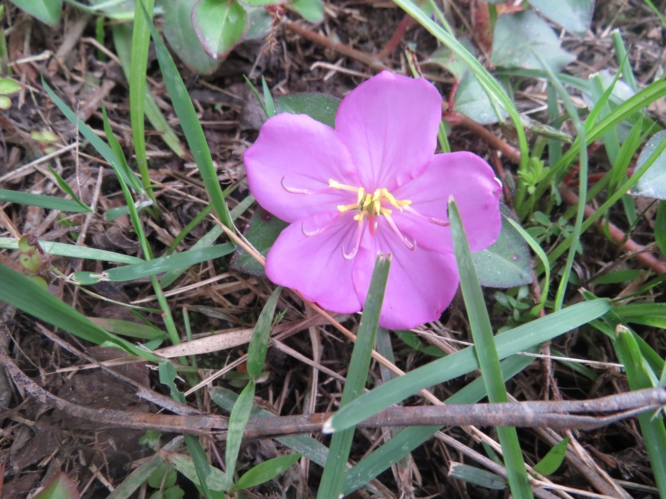 Heterotis rotundifolia, plantas, fotografado em Maresias, São Sebastião