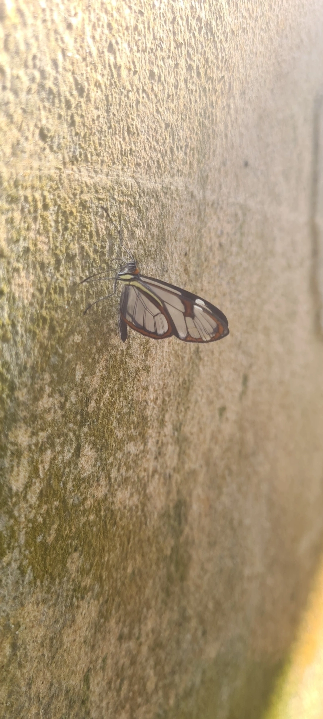 Asa-de-vidro (Ithomia drymo), insetos, fotografado em Maresias, São Sebastião