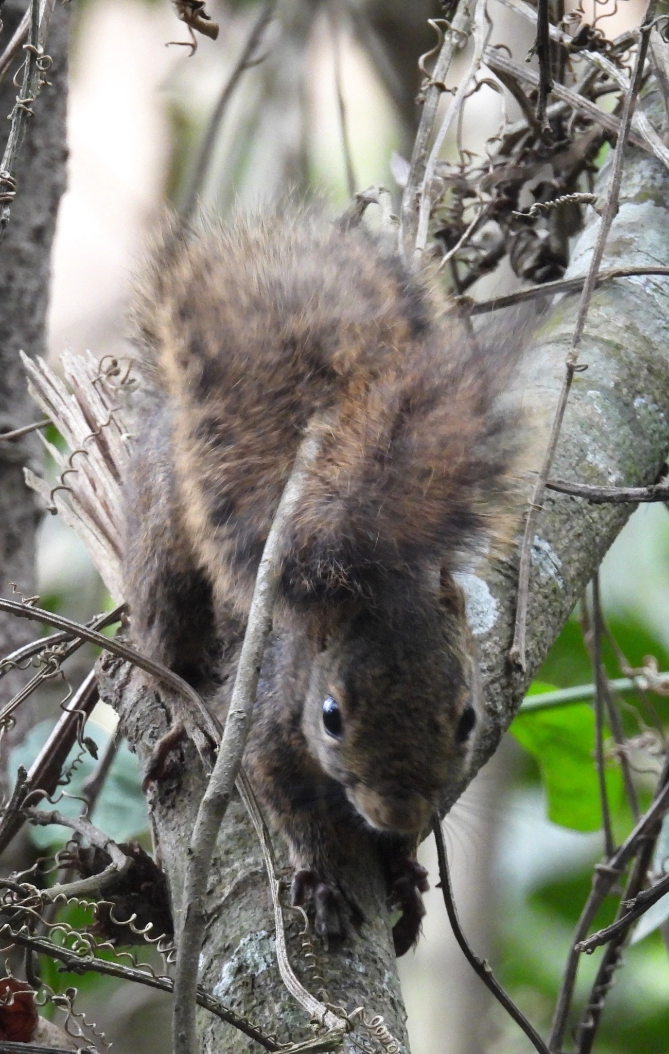 Caxinguelê (Sciurus brasiliensis), mamíferos, fotografado em Santa Isabel
