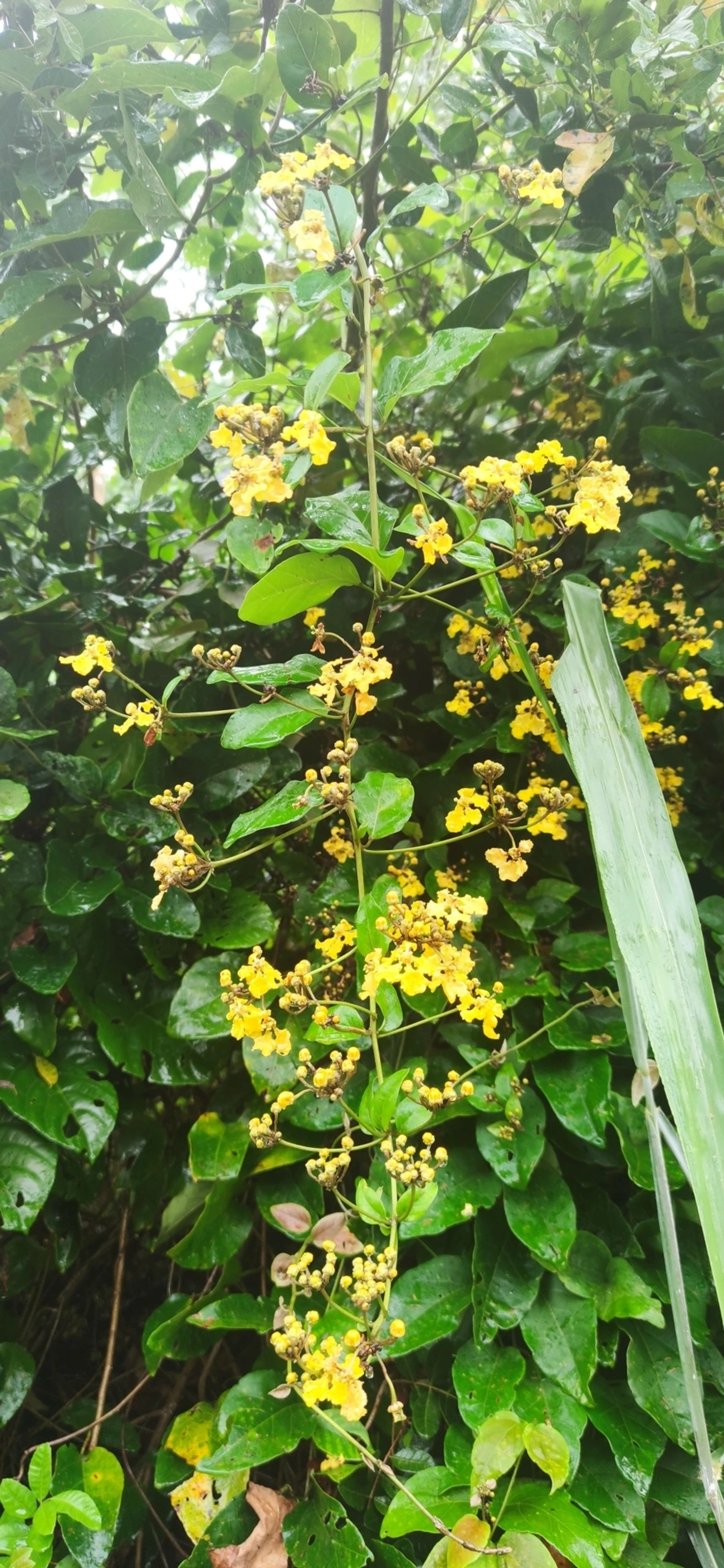 Stigmaphyllon, plantas, fotografado em Maresias, São Sebastião