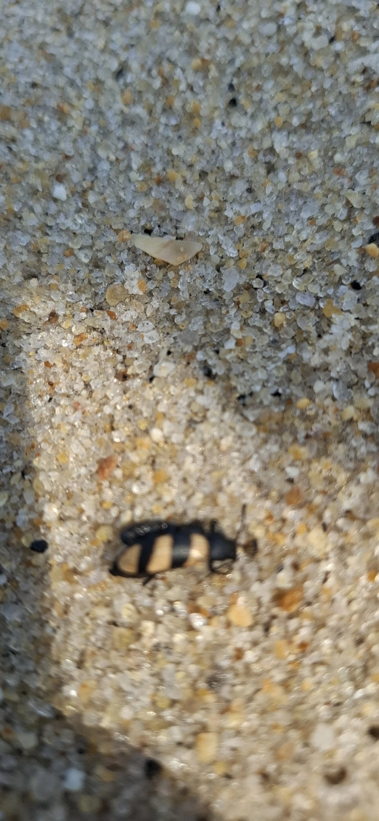 Besouro-serra-pau (Poecilesthus fasciatus), insetos, fotografado em Maresias, São Sebastião