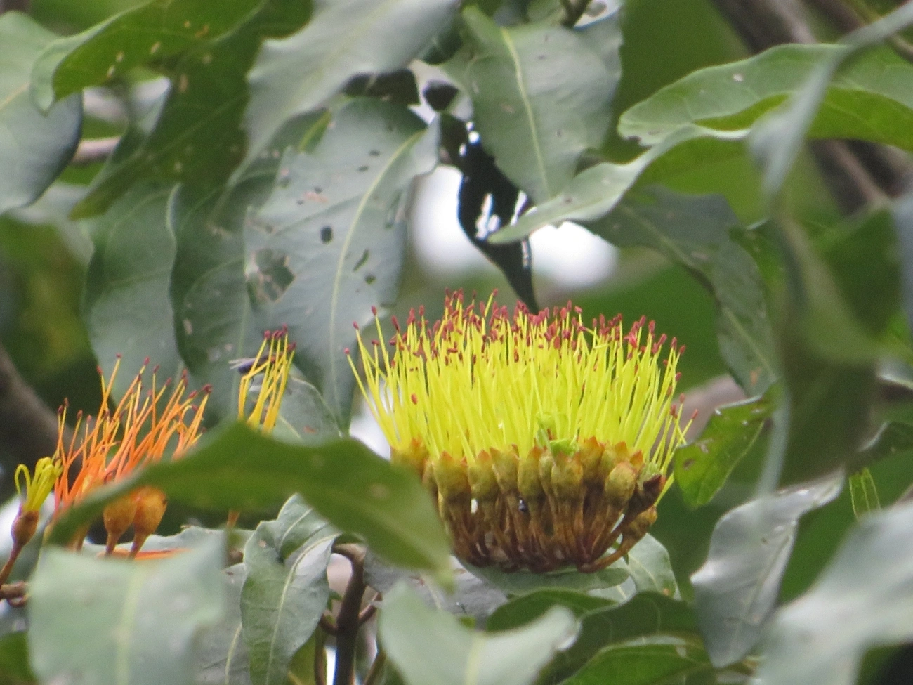 Cipó-de-fogo (Combretum fruticosum), plantas, fotografado em Maresias, São Sebastião
