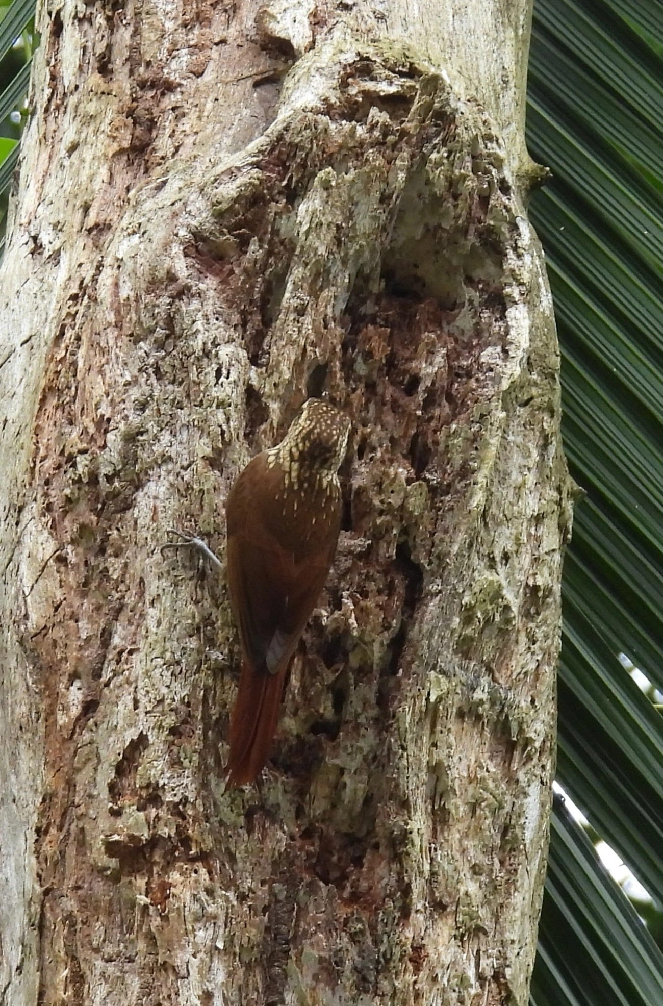 Arapaçu-rajado (Xiphorhynchus fuscus), aves, fotografado em Maresias, São Sebastião