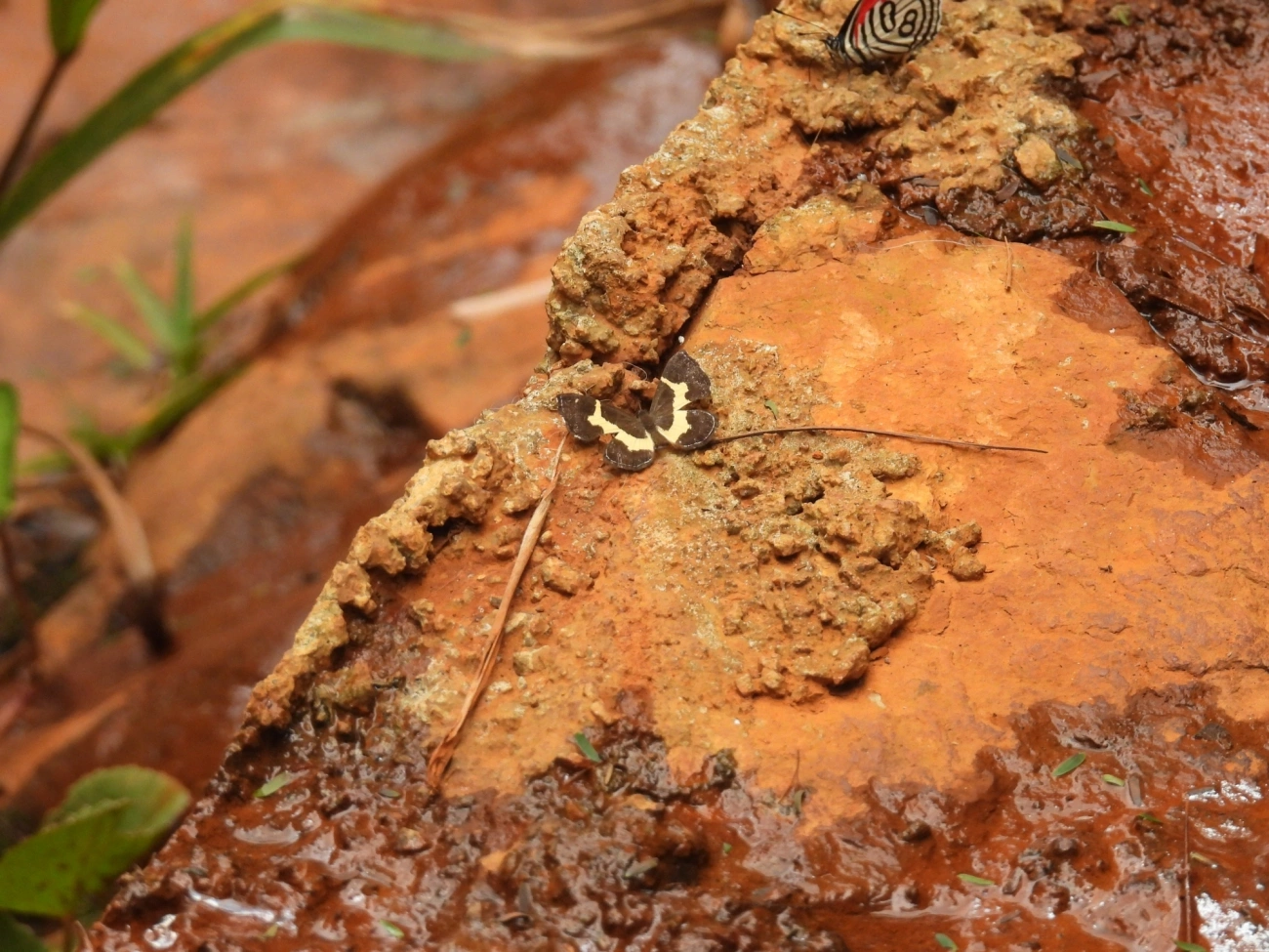 Baeotis johannae, insetos, fotografado em Cabreúva