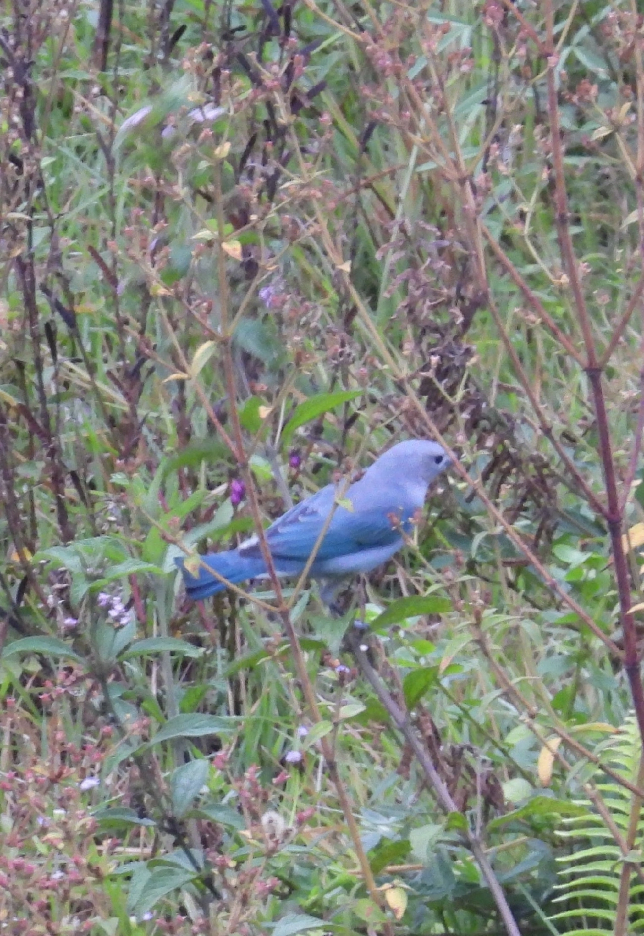 Sanhaço-cinzento (Thraupis sayaca), aves, fotografado em Guararema