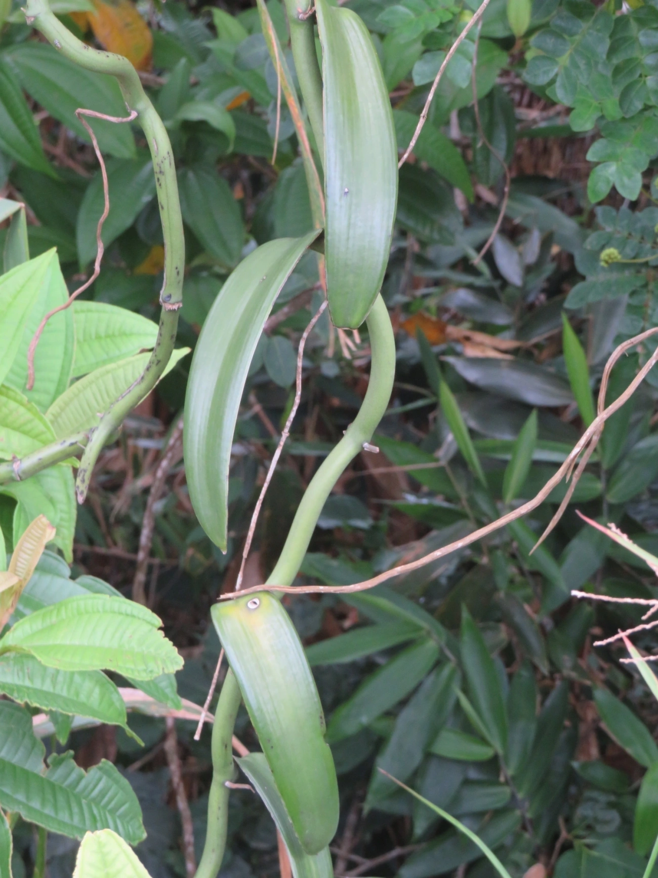 Baunilha (Vanilla chamissonis), plantas, fotografado em Indaiá, Caraguatatuba