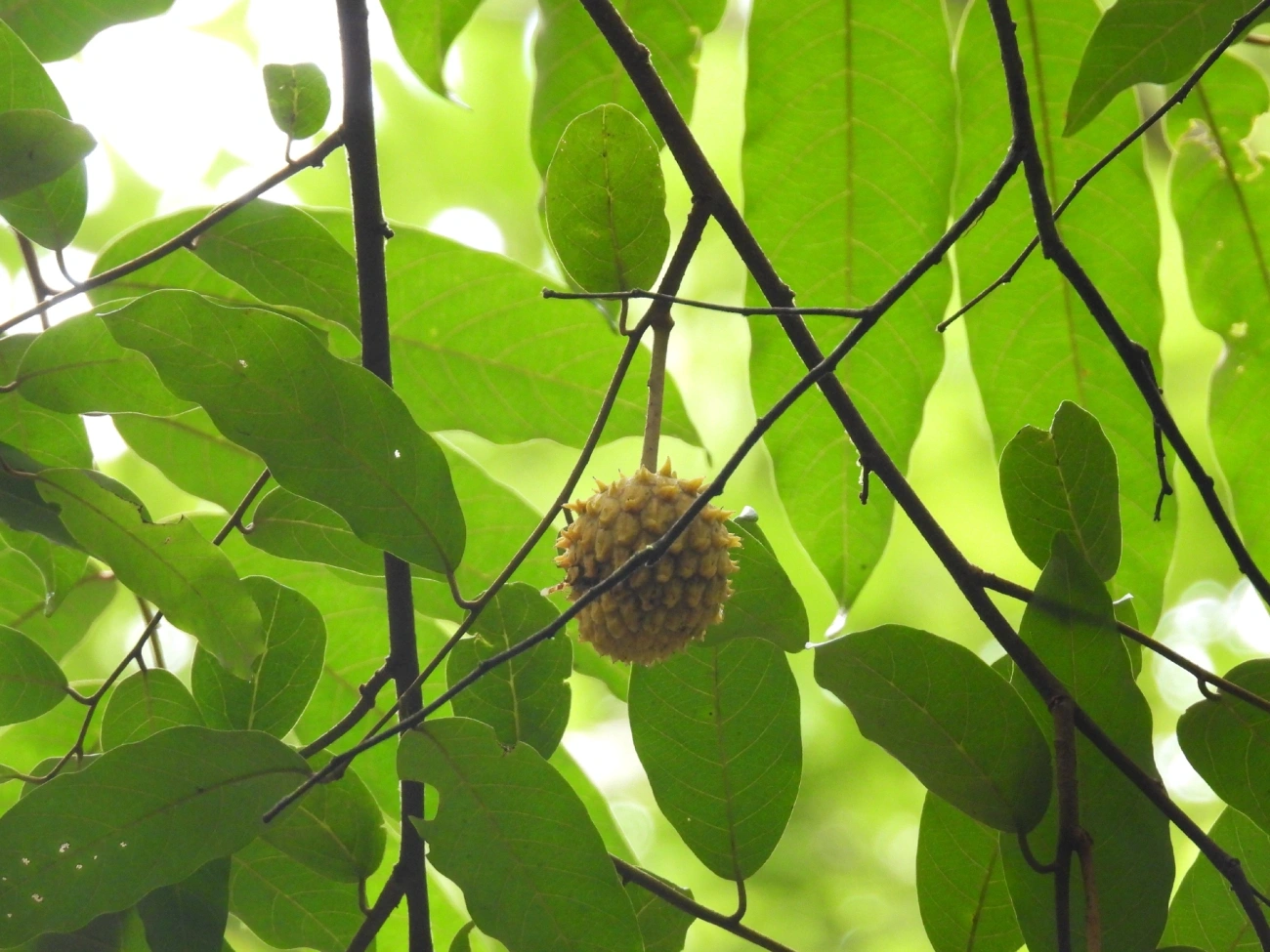 Biribá (Annona mucosa), plantas, fotografado em Boiçucanga, São Sebastião