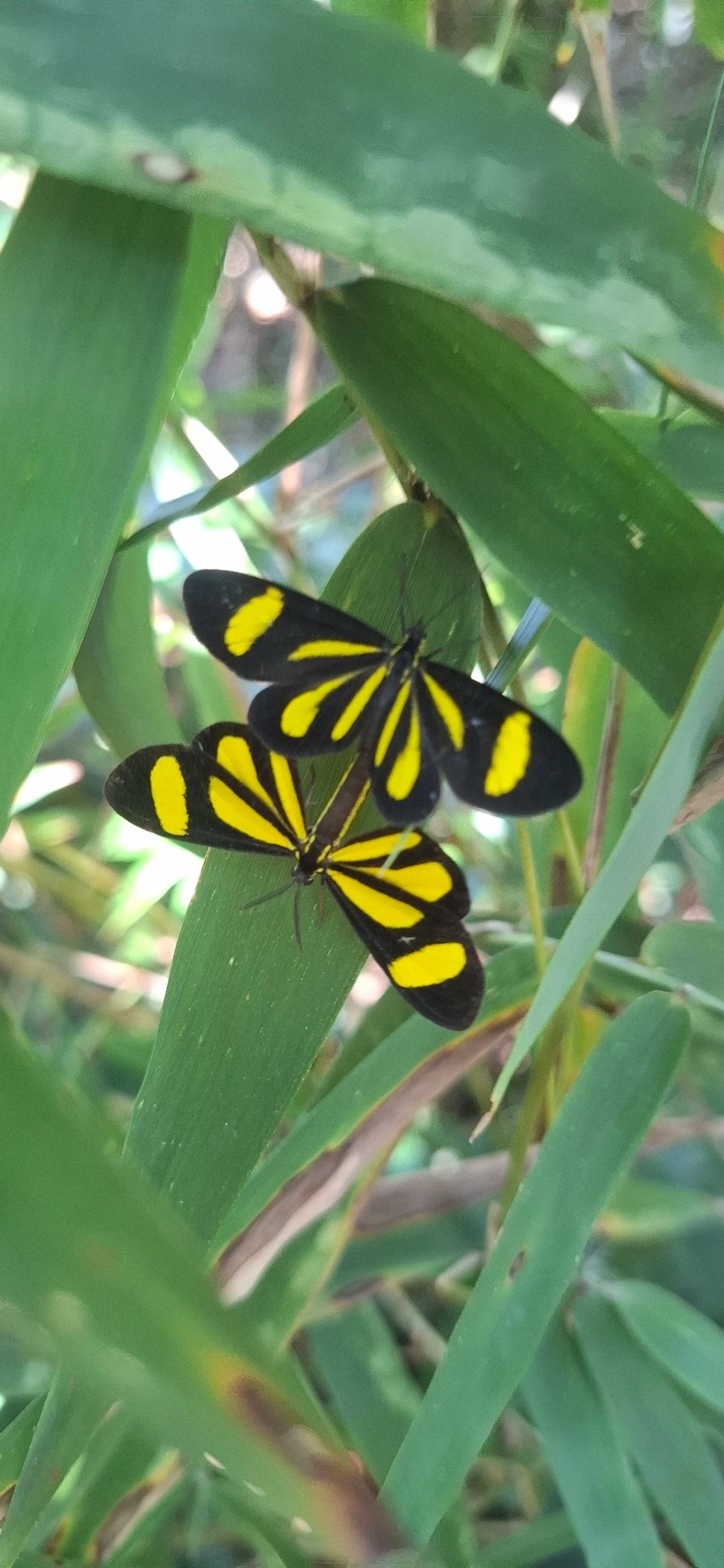 Cyllopoda claudicula, insetos, fotografado em Toque-Toque Pequeno, São Sebastião