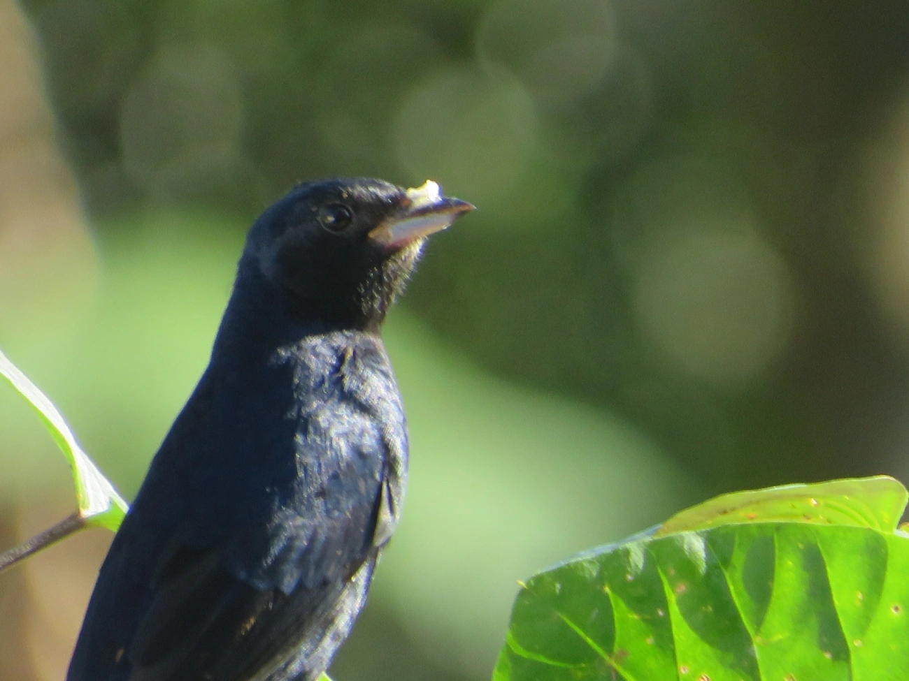 Tiê-preto (Tachyphonus coronatus), aves, fotografado em Maresias, São Sebastião