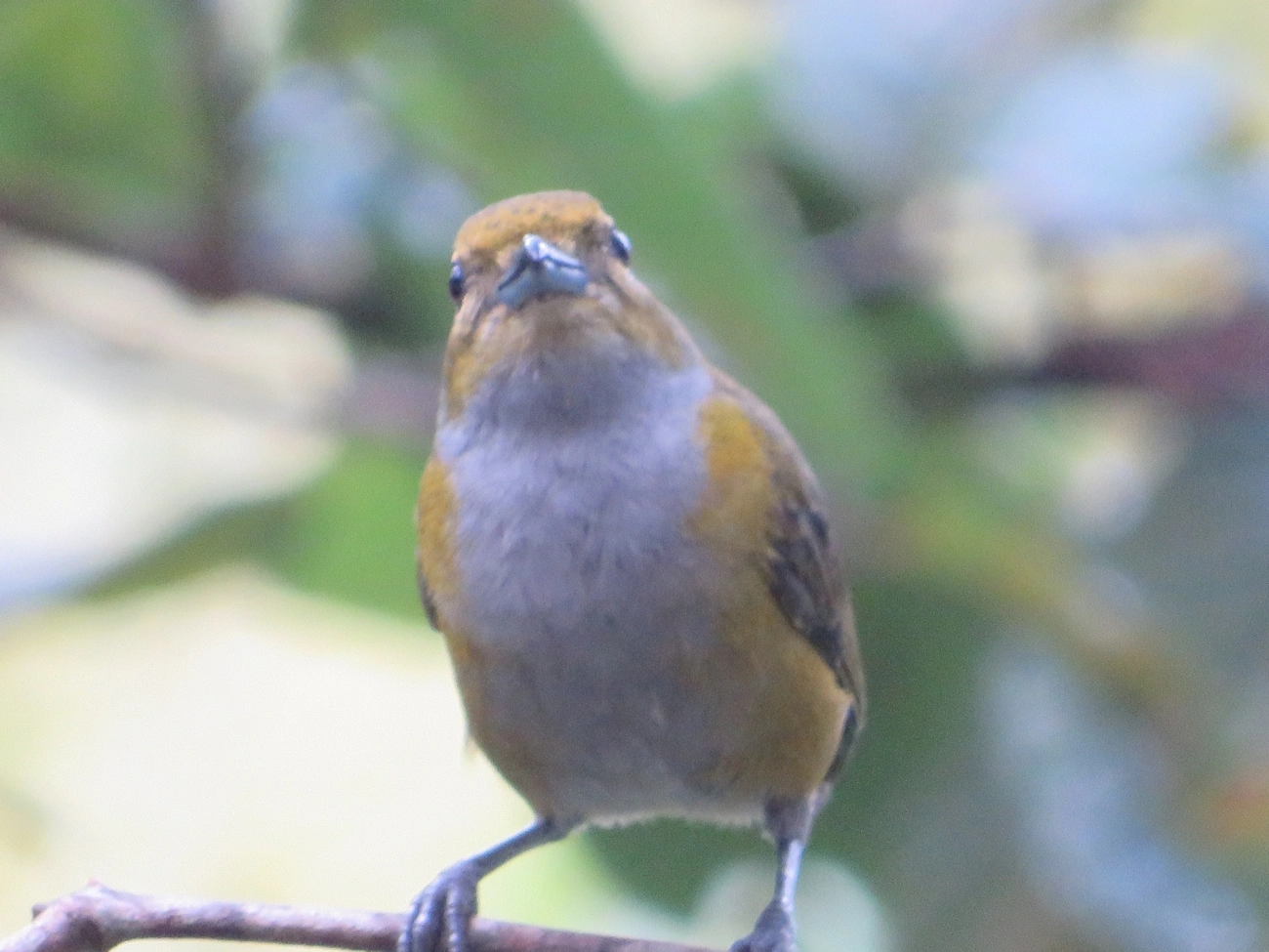 Ferro-velho (Euphonia pectoralis), aves, fotografado em Maresias, São Sebastião