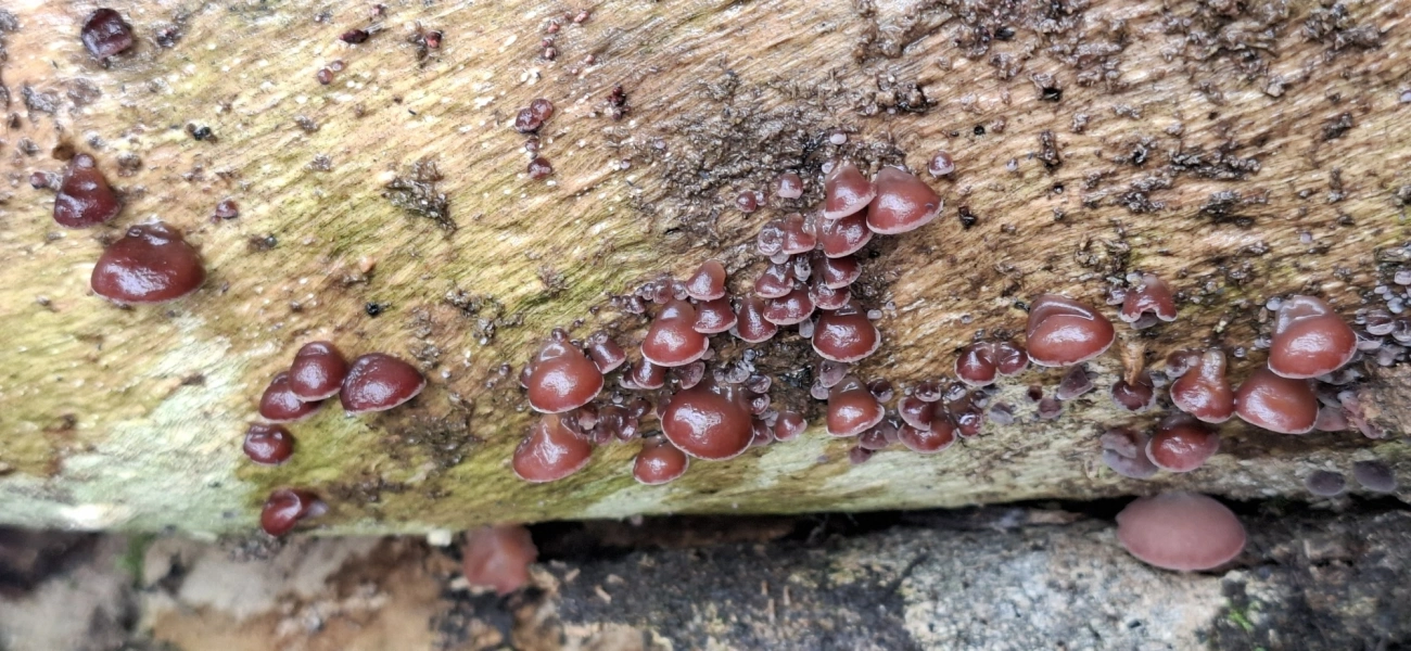 Orelha-de-pau-gelatinosa (Auricularia fuscosuccinea), fungos, fotografado em Maresias, São Sebastião