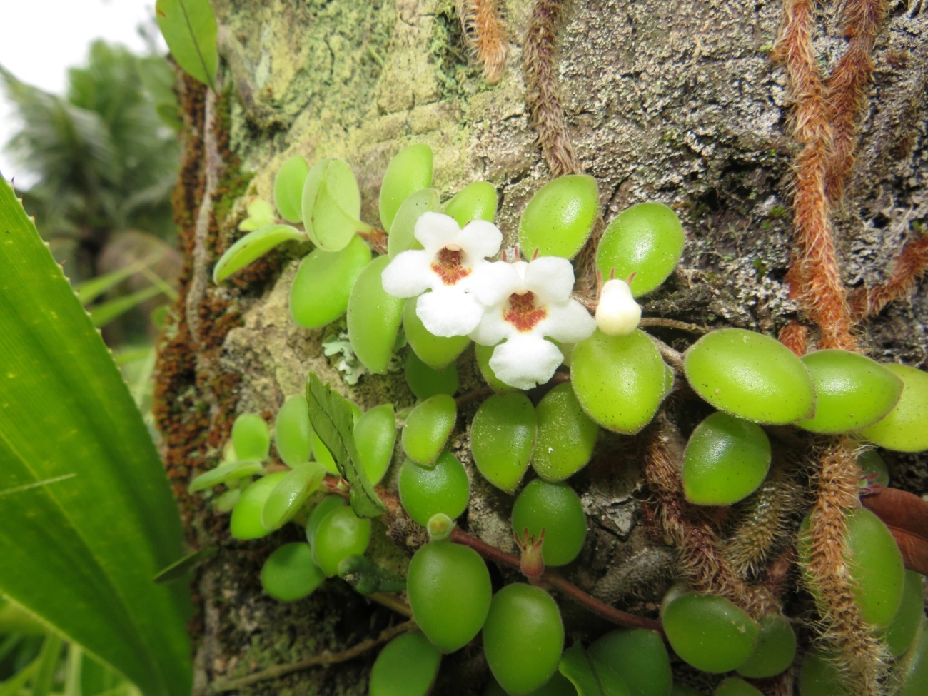 Codonanthe devosiana, plantas, fotografado em Maresias, São Sebastião