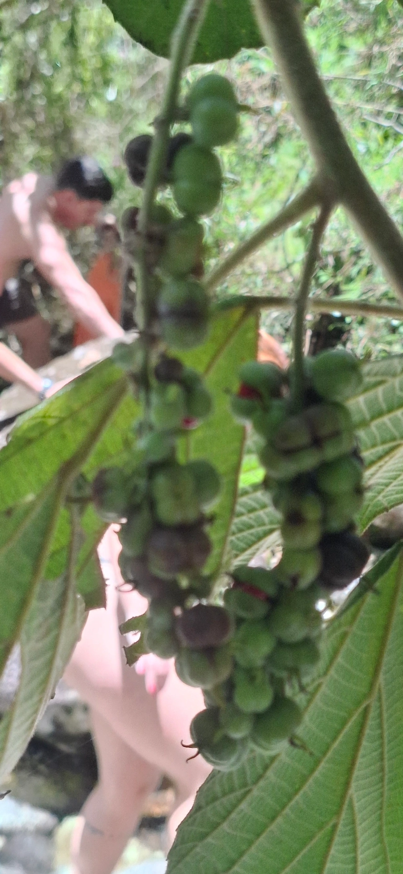 Euforbiáceas (Euphorbiaceae), plantas, fotografado em Queluz