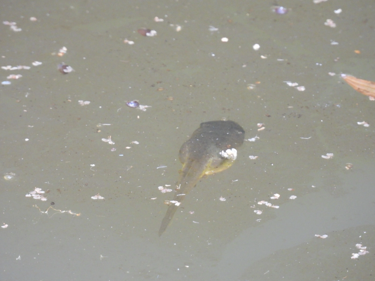 Rã-touro-americana (Lithobates catesbeianus), anfíbios, fotografado em Guarulhos