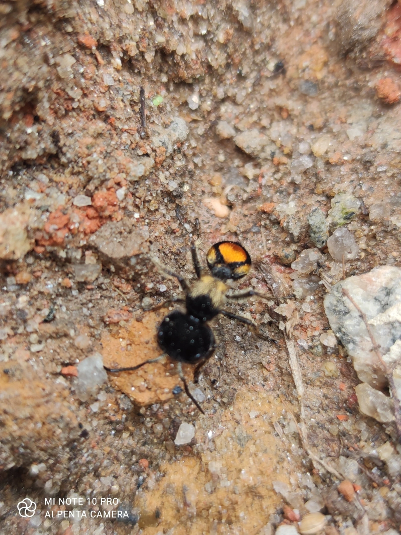 Stafilinídeo (Hoplocrates cephalotes), insetos, fotografado em Maresias, São Sebastião