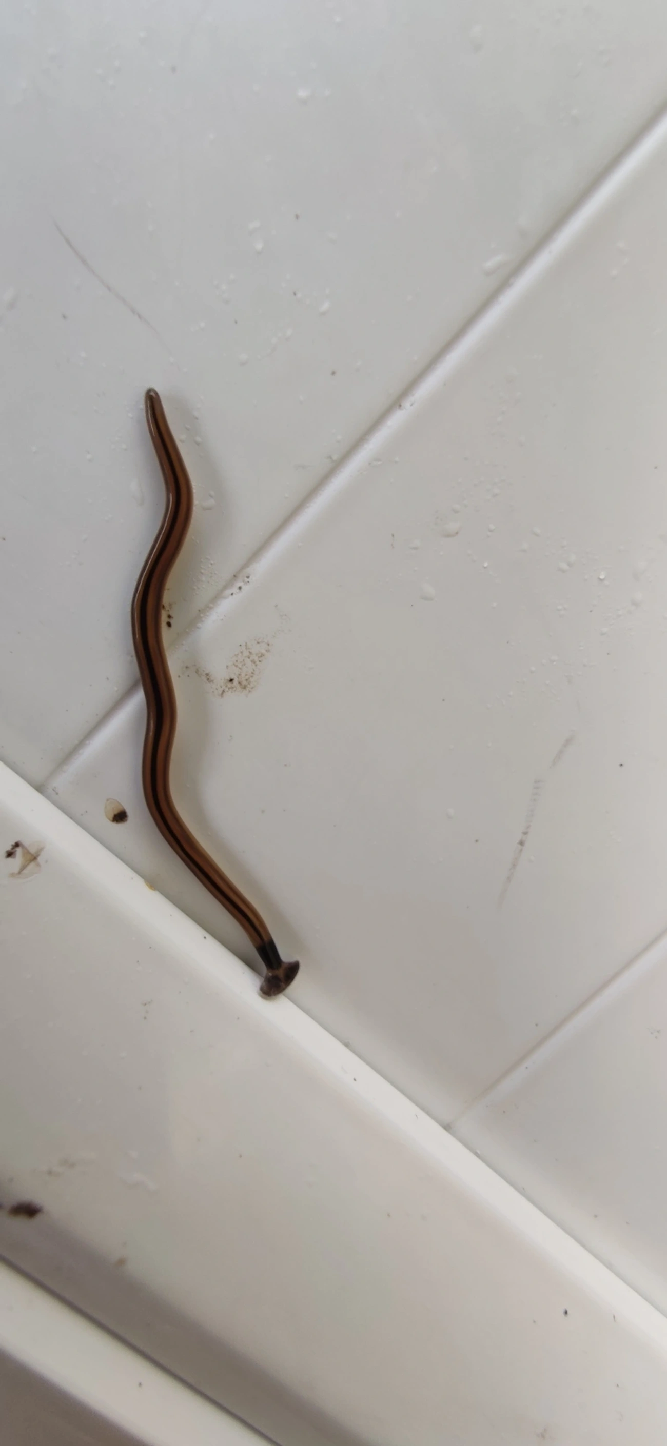 Planária-cabeça-de-martelo (Bipalium vagum), outros, fotografado em Maresias, São Sebastião