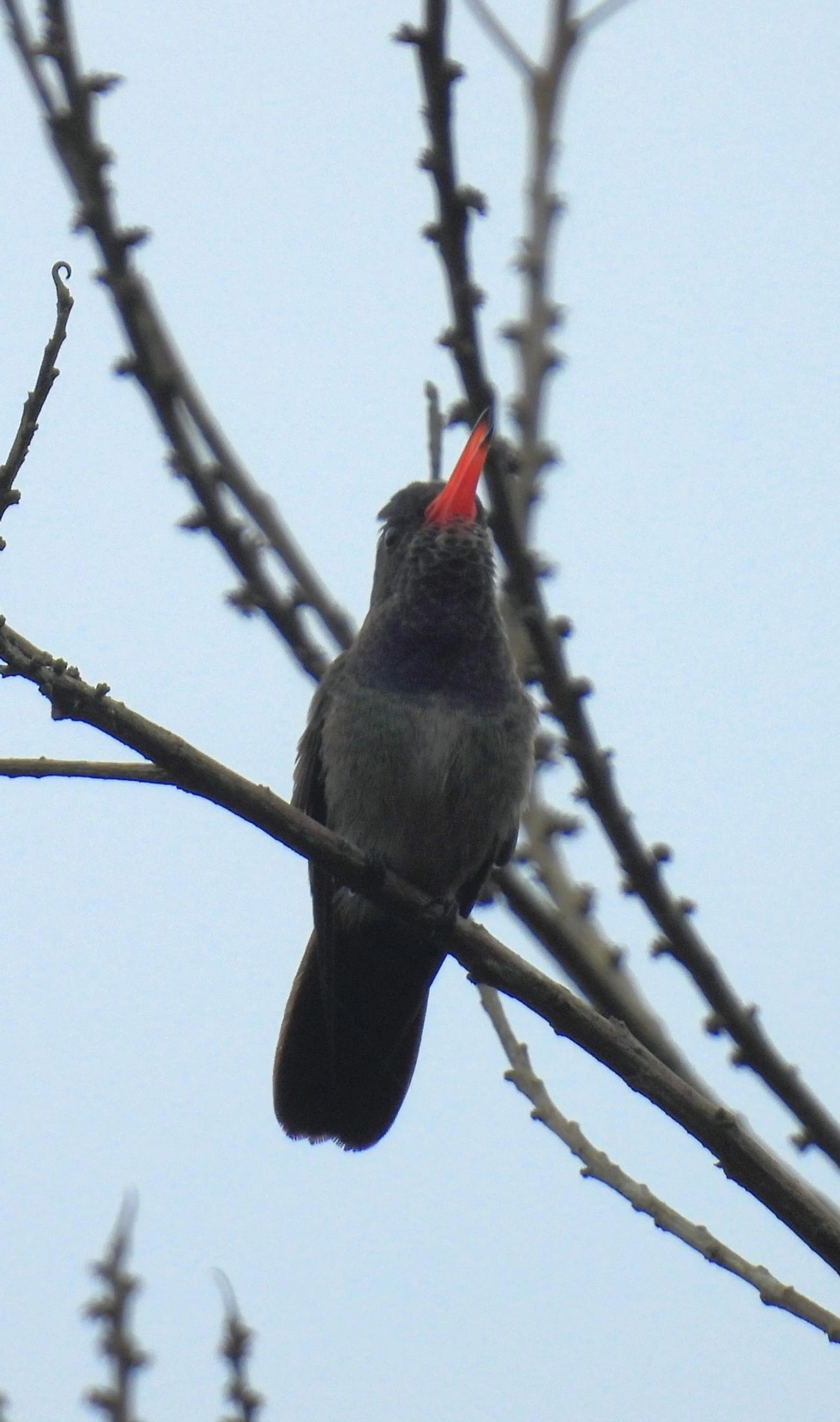 Beija-flor-roxo (Chlorestes cyanus), aves, fotografado em Maresias, São Sebastião
