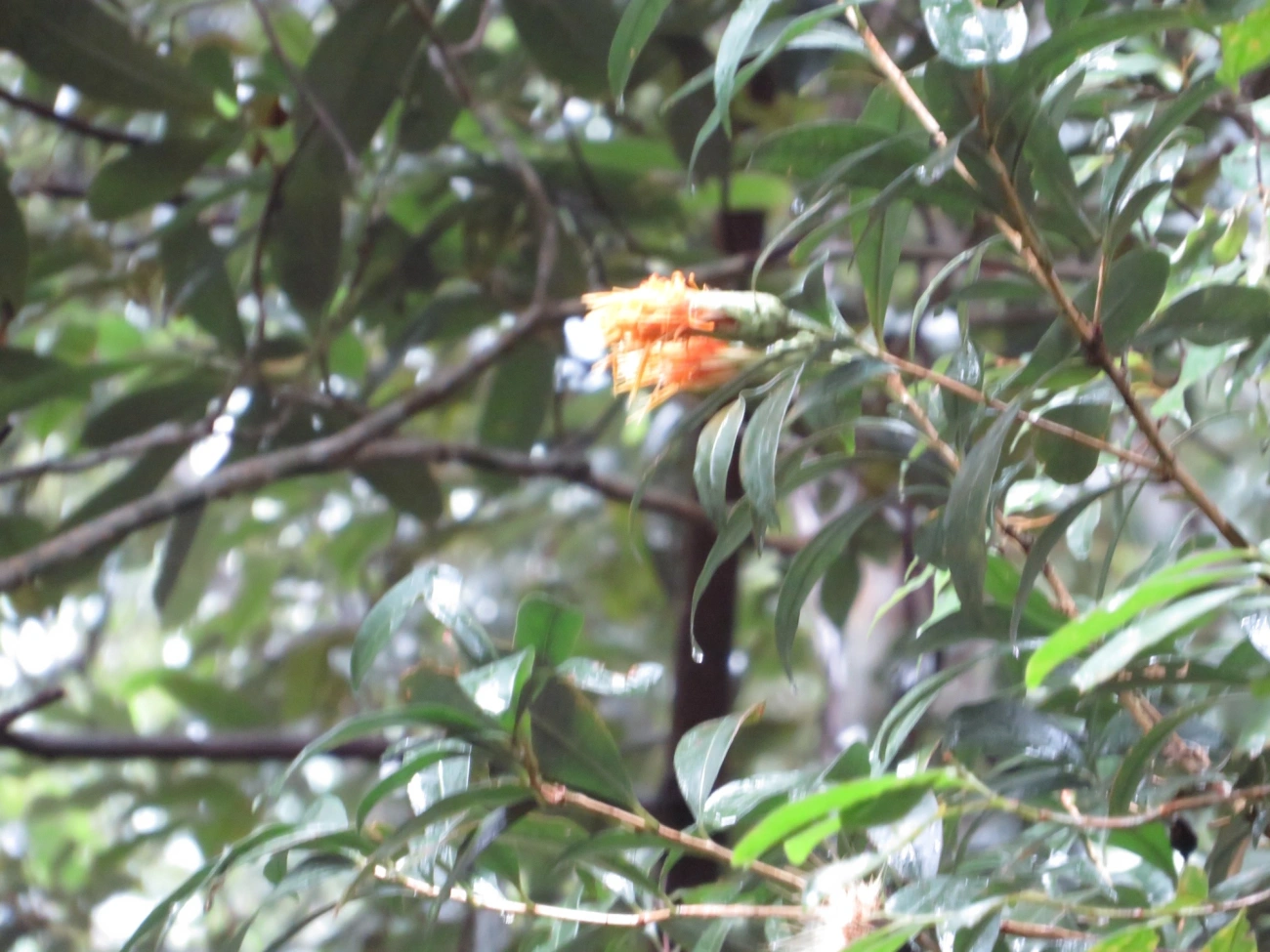 Stifftia, plantas, fotografado em Maresias, São Sebastião