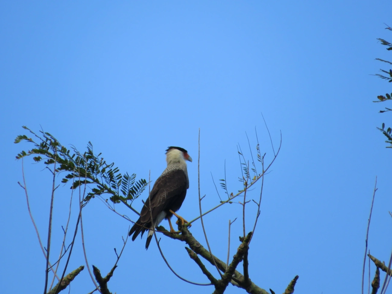 Carcará (Caracara plancus), aves, fotografado em Maresias, São Sebastião