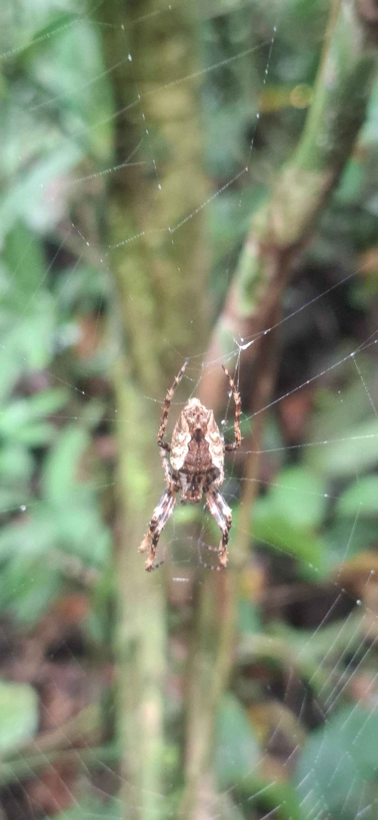 Parawixia, aracnídeos, fotografado em Maresias, São Sebastião