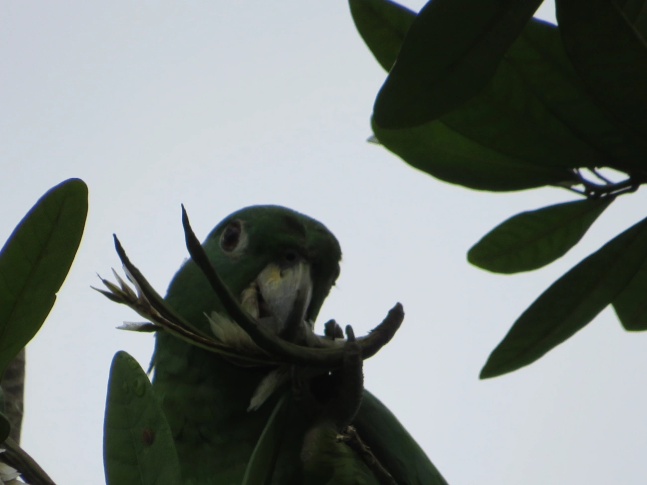 Papagaio-moleiro (Amazona farinosa), aves, fotografado em São Sebastião
