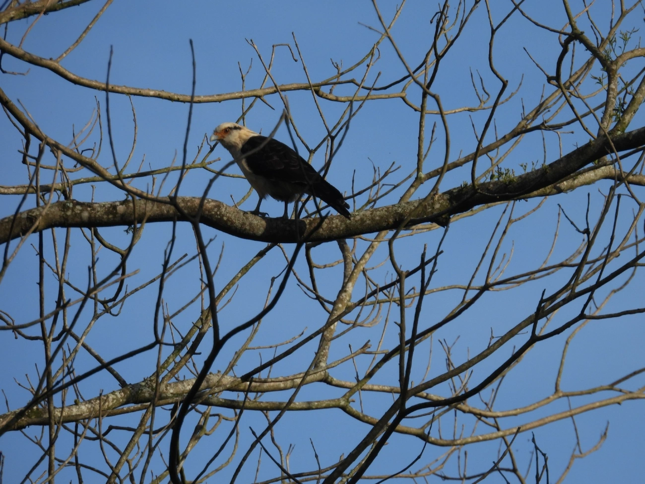Carrapateiro (Daptrius chimachima), aves, fotografado em Queluz