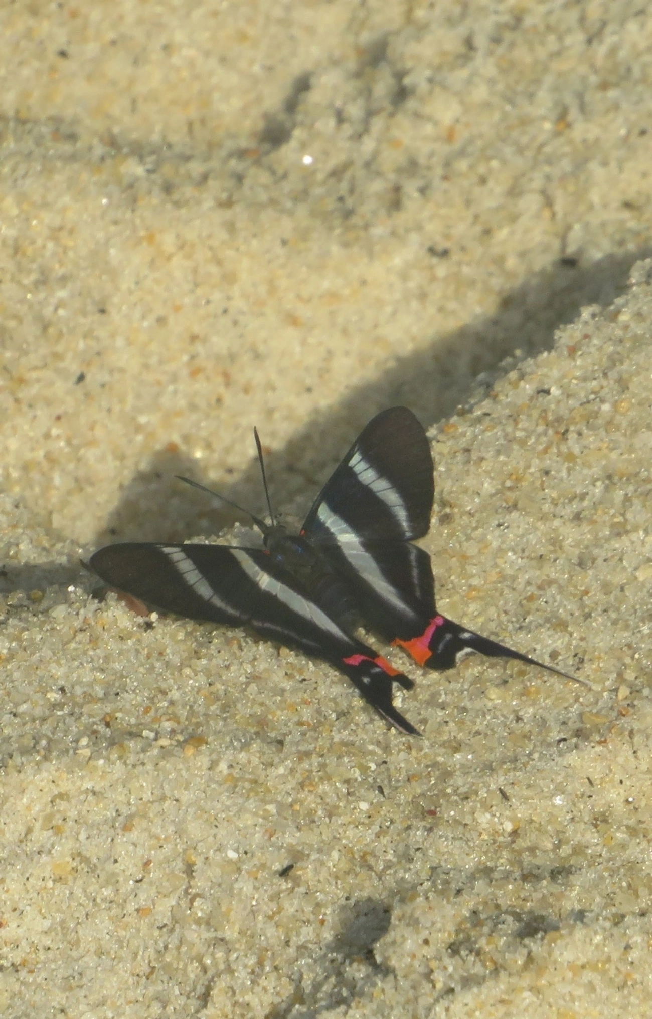 Metálica-de-cauda-longa (Rhetus arcius), insetos, fotografado em Maresias, São Sebastião