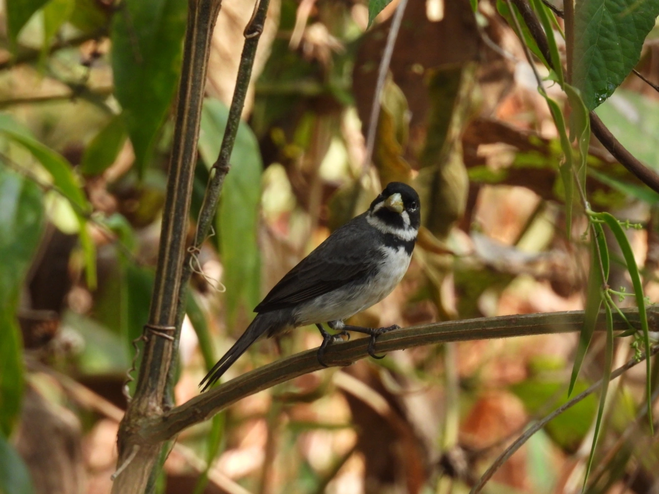 Coleirinho (Sporophila caerulescens), aves, fotografado em Itamonte