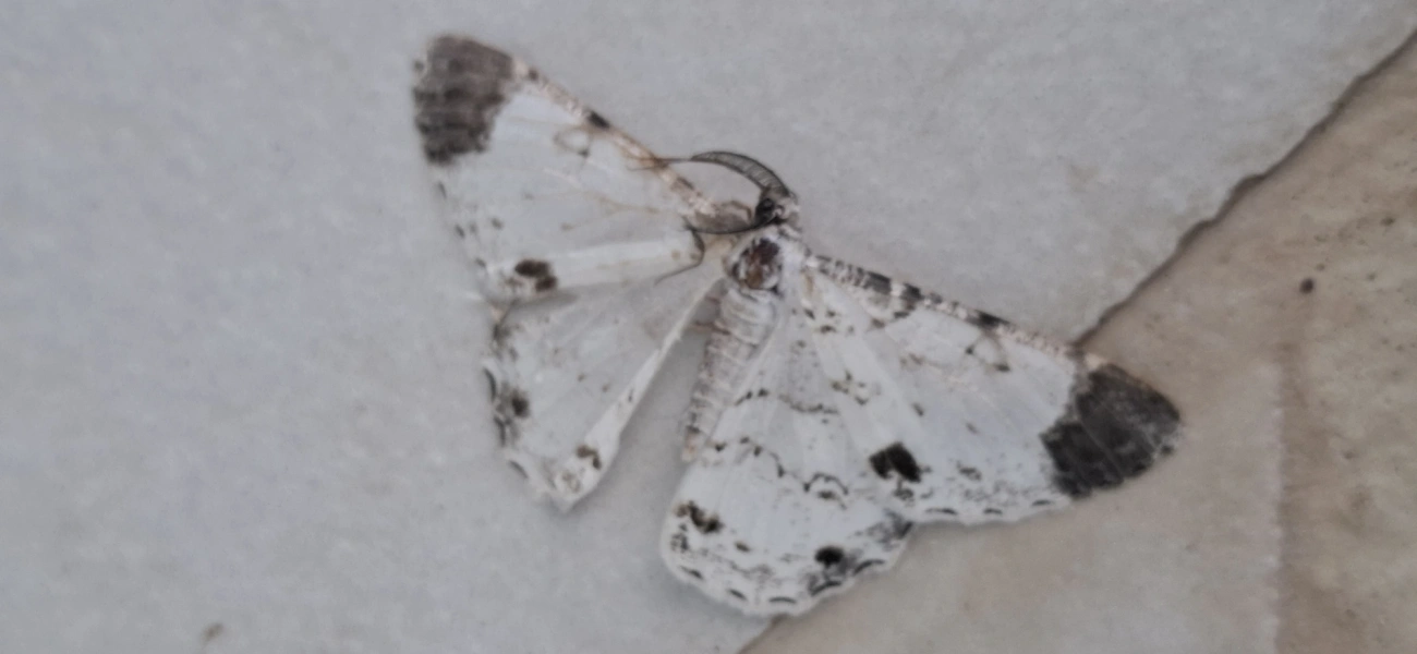 Mariposas-da-magnólia (Epimecis), insetos, fotografado em Amparo