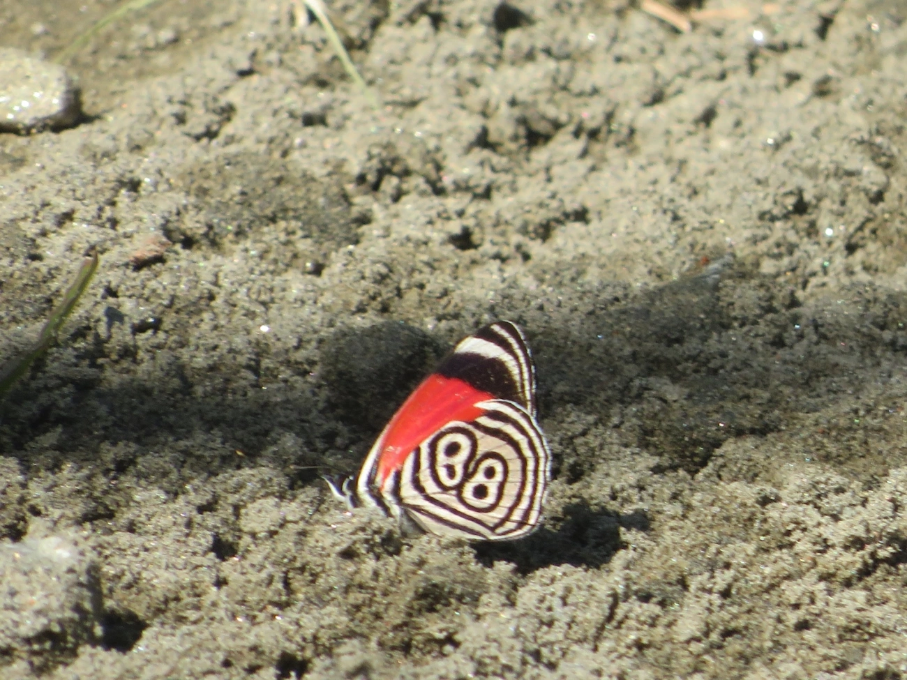 Borboleta-oitenta-e-oito (Diaethria clymena), insetos, fotografado em Maresias, São Sebastião
