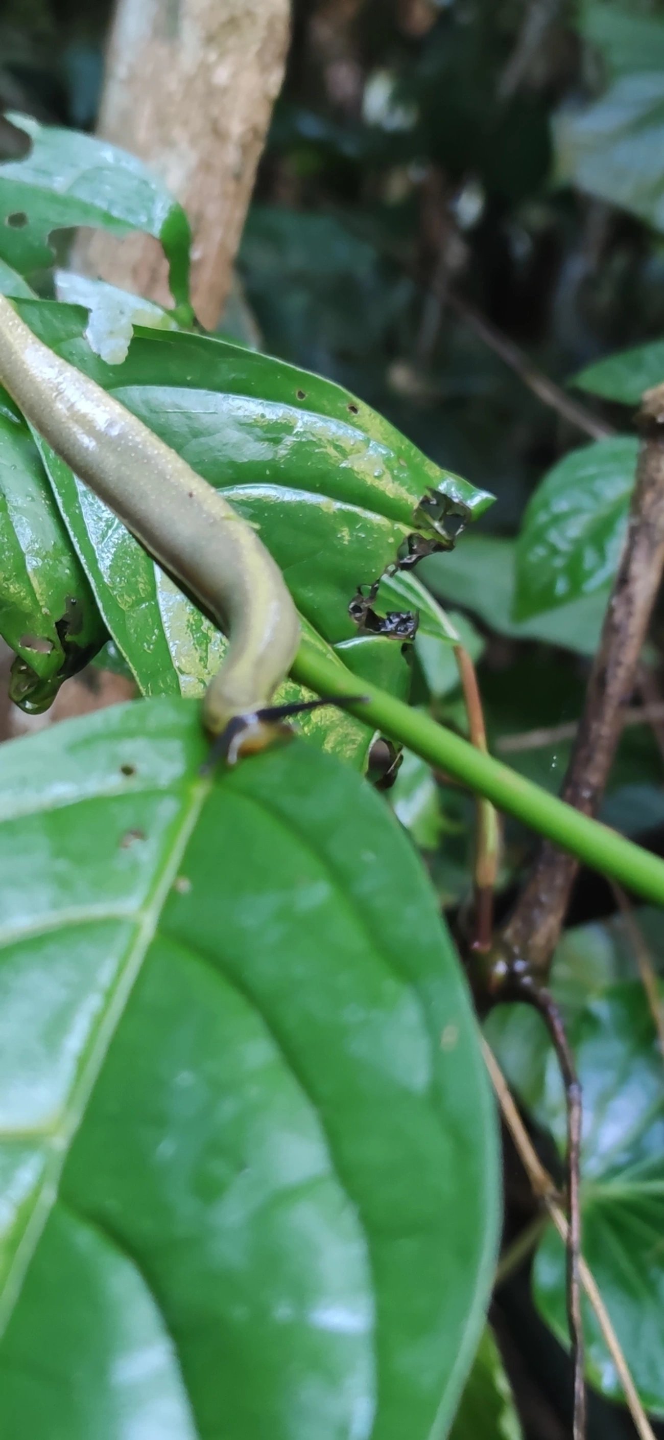 Vaginulus taunaisii, moluscos, fotografado em Maresias, São Sebastião