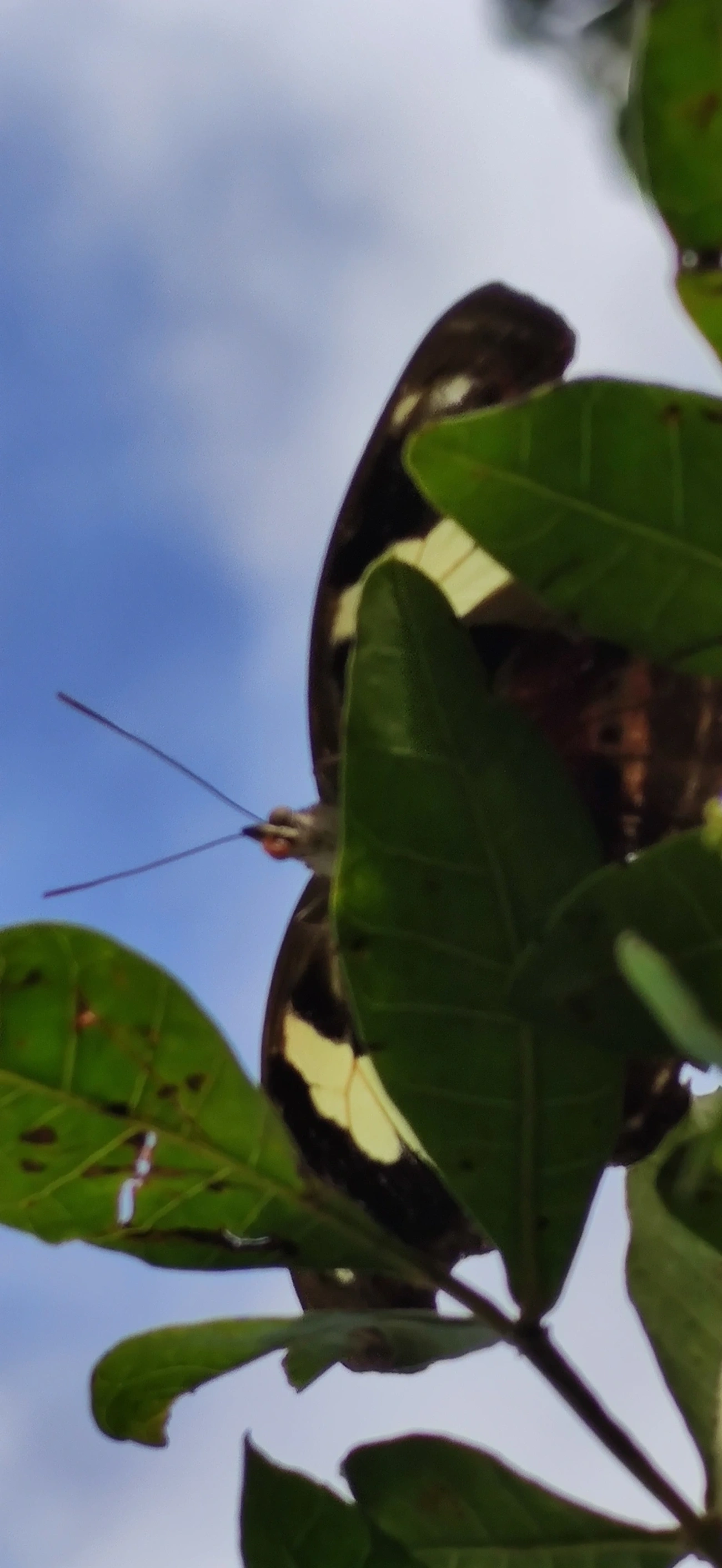 Catones (Catonephele), insetos, fotografado em Maresias, São Sebastião