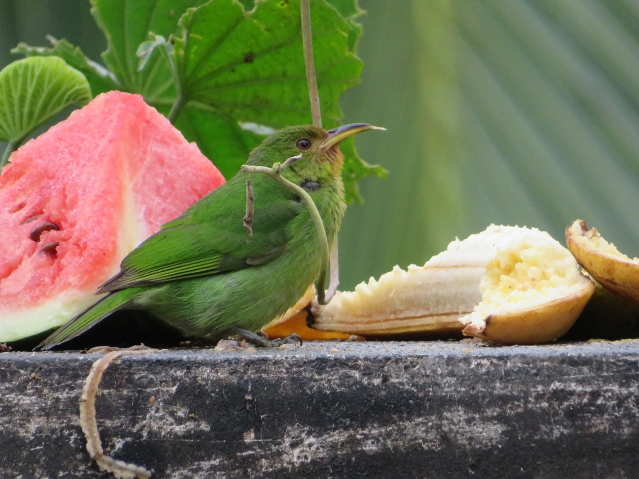 Saí-verde (Chlorophanes spiza), aves, fotografado em Maresias, São Sebastião
